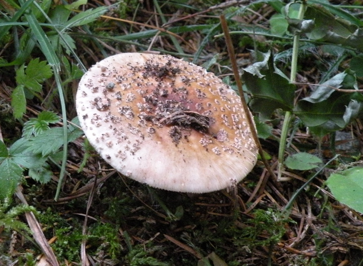 Amanita trentina: Amanita pantherina?